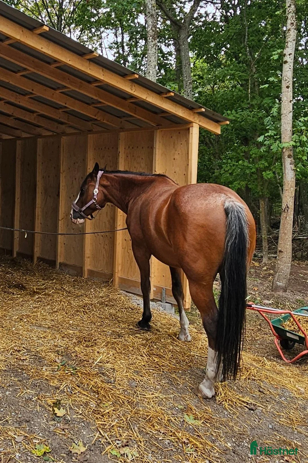 Western hästar till salu: Fin Quarter Horse-valack, 14 år, söker nytt hem  - Annons 2