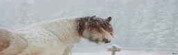 Allround hästar till salu: Gypsy Cob selges! - Annons 21