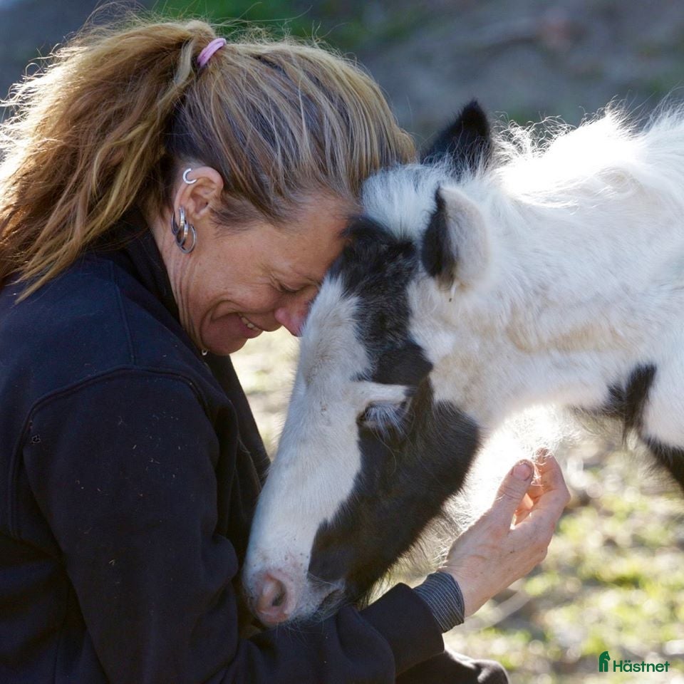  hästservice finnes: Godkänd Hovslagare  i Färentuna - Annons 2