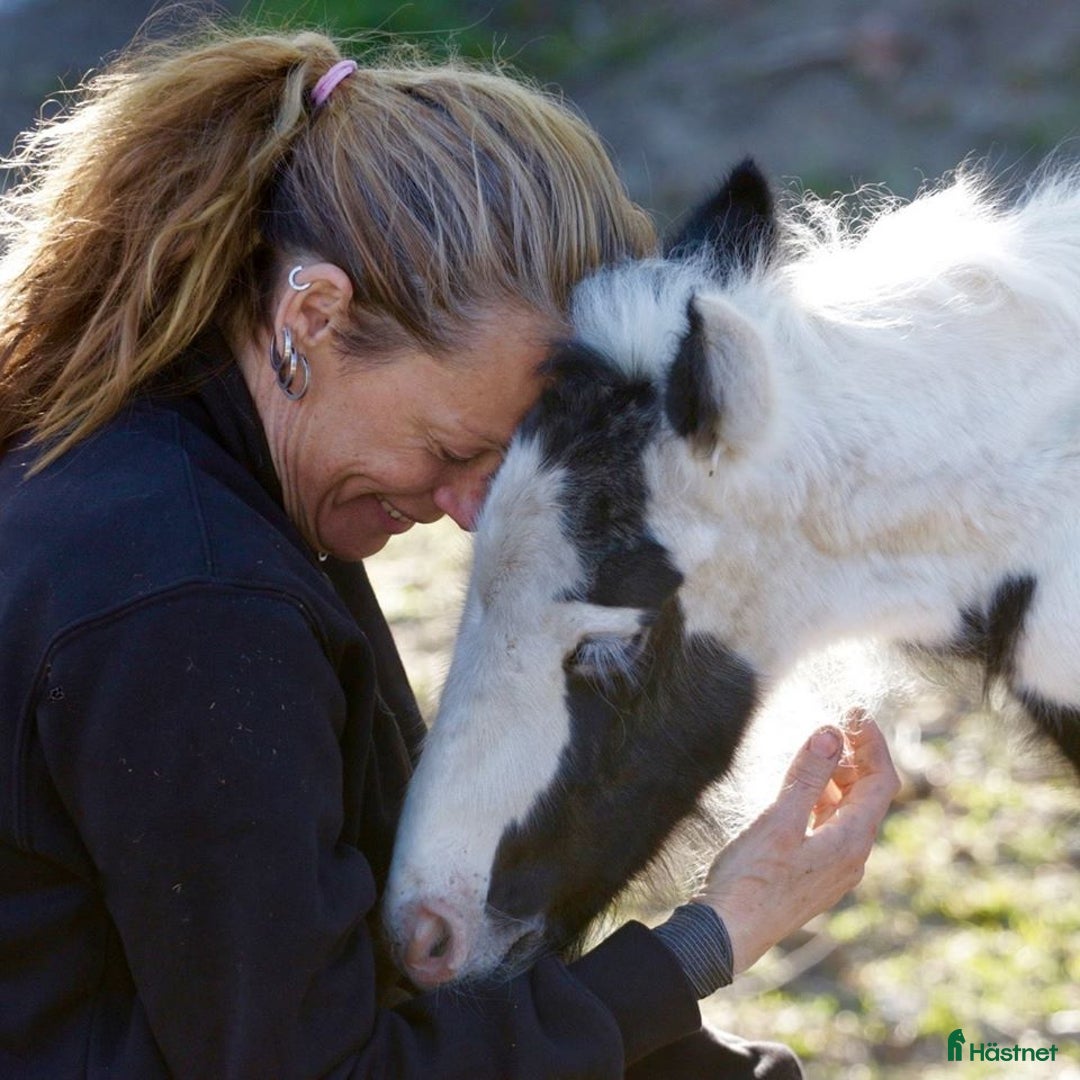  hästservice finnes: Godkänd Hovslagare  i Färentuna - Annons 1