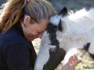 hästservice Godkänd Hovslagare i Färentuna - Annons 21