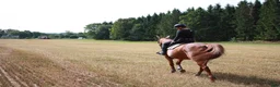 Hoppning hästar till salu: Staro ”Frillan” Handsfree - Annons 5