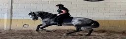 Dressyr hästar till salu: PRE valack med mycket bra gångarter  - Annons 1