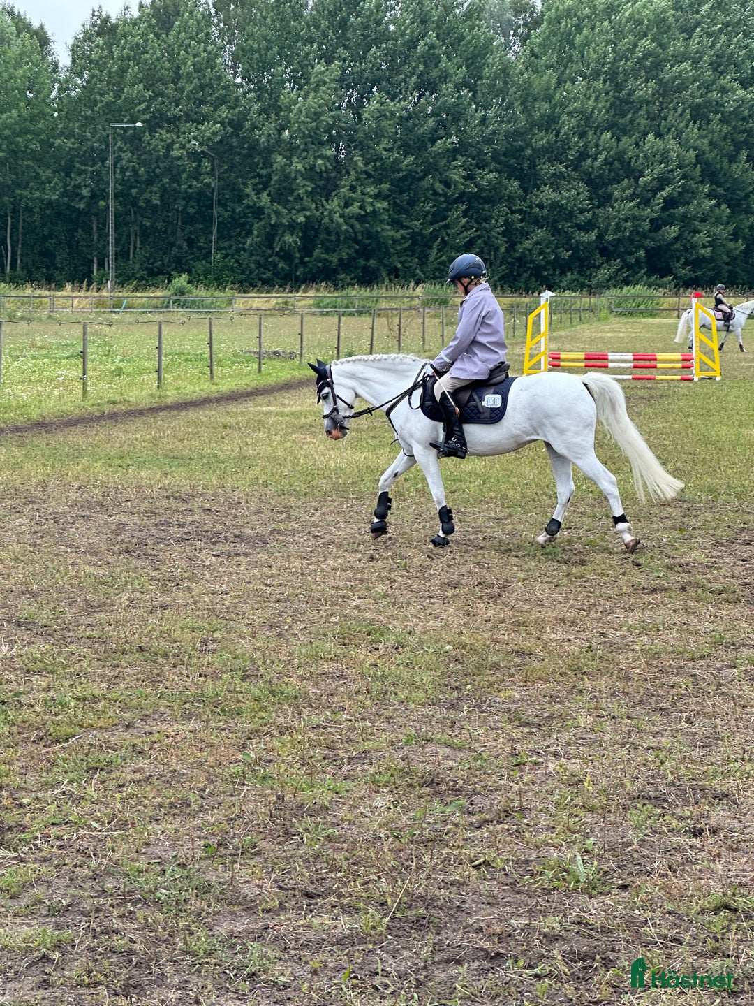 Allround hästar till salu: Prinsessa till salu i Vellinge - Annons 5