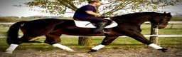 Allround hästar till salu: Rexon–10yo|170 Silesian Gelding|Family Horse - Annons 7