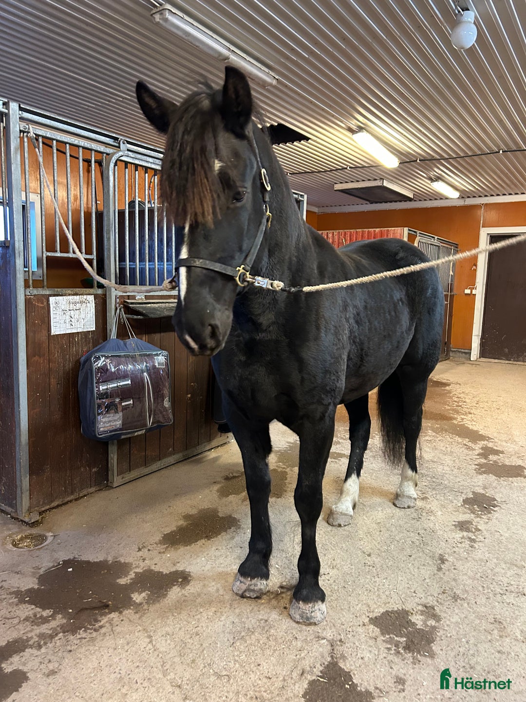 Allround hästar till salu: 4 åringt kallblod till salu i Borlänge - Annons 4