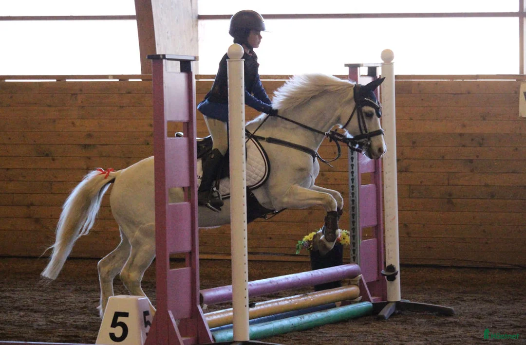 Allround hästar till salu: Allsidig ponny  i Lerum - Annons 1