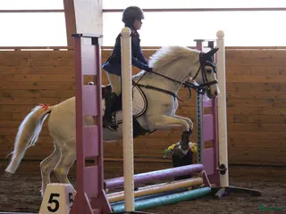 hästar Allsidig ponny i Lerum - Annons 15