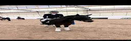 Dressyr hästar till salu: Superfin maxad C-Ponny - Annons 3
