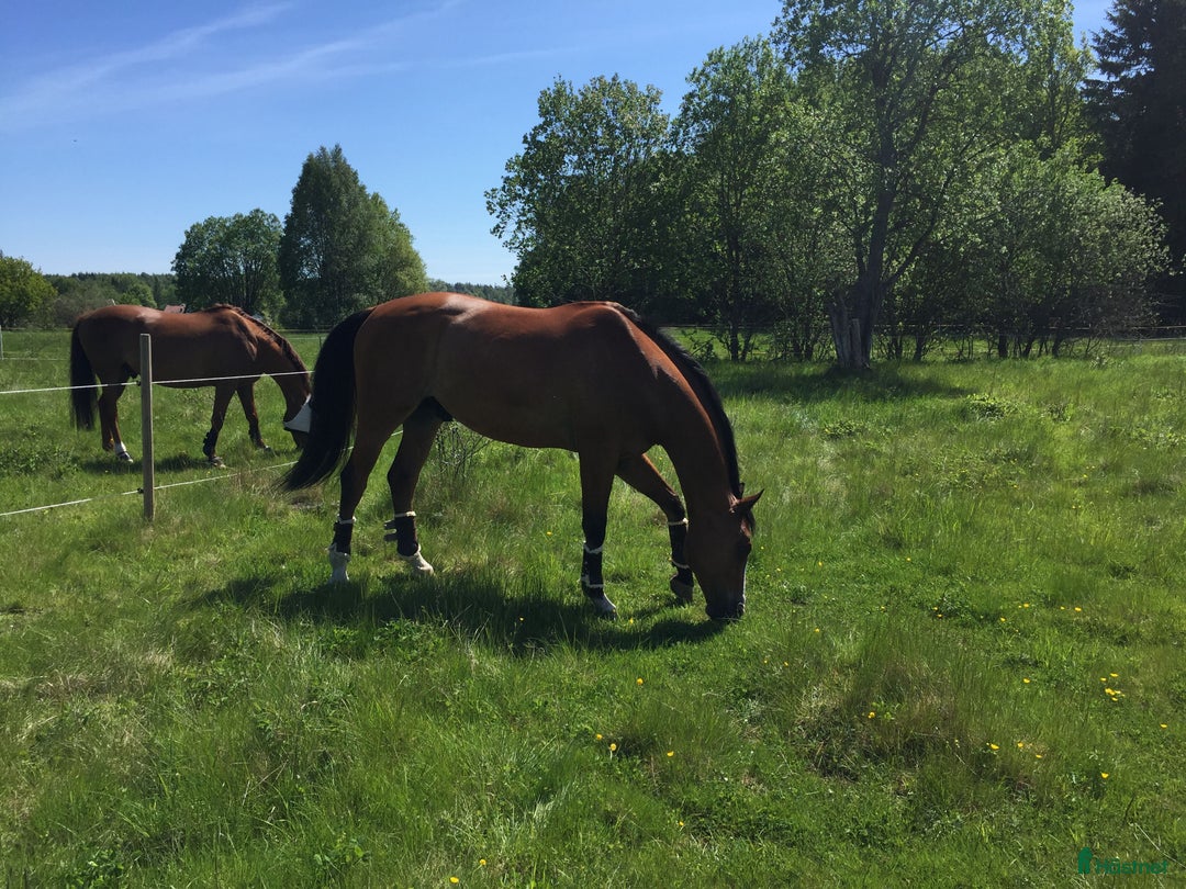  stallplats finnes: 3 lediga stallplatser i Tungelsta 5 min från buss i Tungelsta - Annons 1