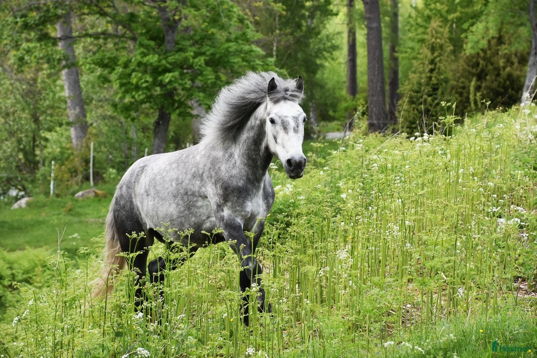 Allround hästar till salu: Svenskfödd, riden, supersnäll 3-åring med fin stam i Fjärdhundra - Annons 1