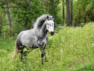 hästar Svenskfödd, riden, supersnäll 3-åring med fin stam i Fjärdhundra - Annons 5