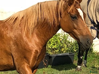 Övrigt hästar till salu: Bortskänkes i Tollarp - Annons 1