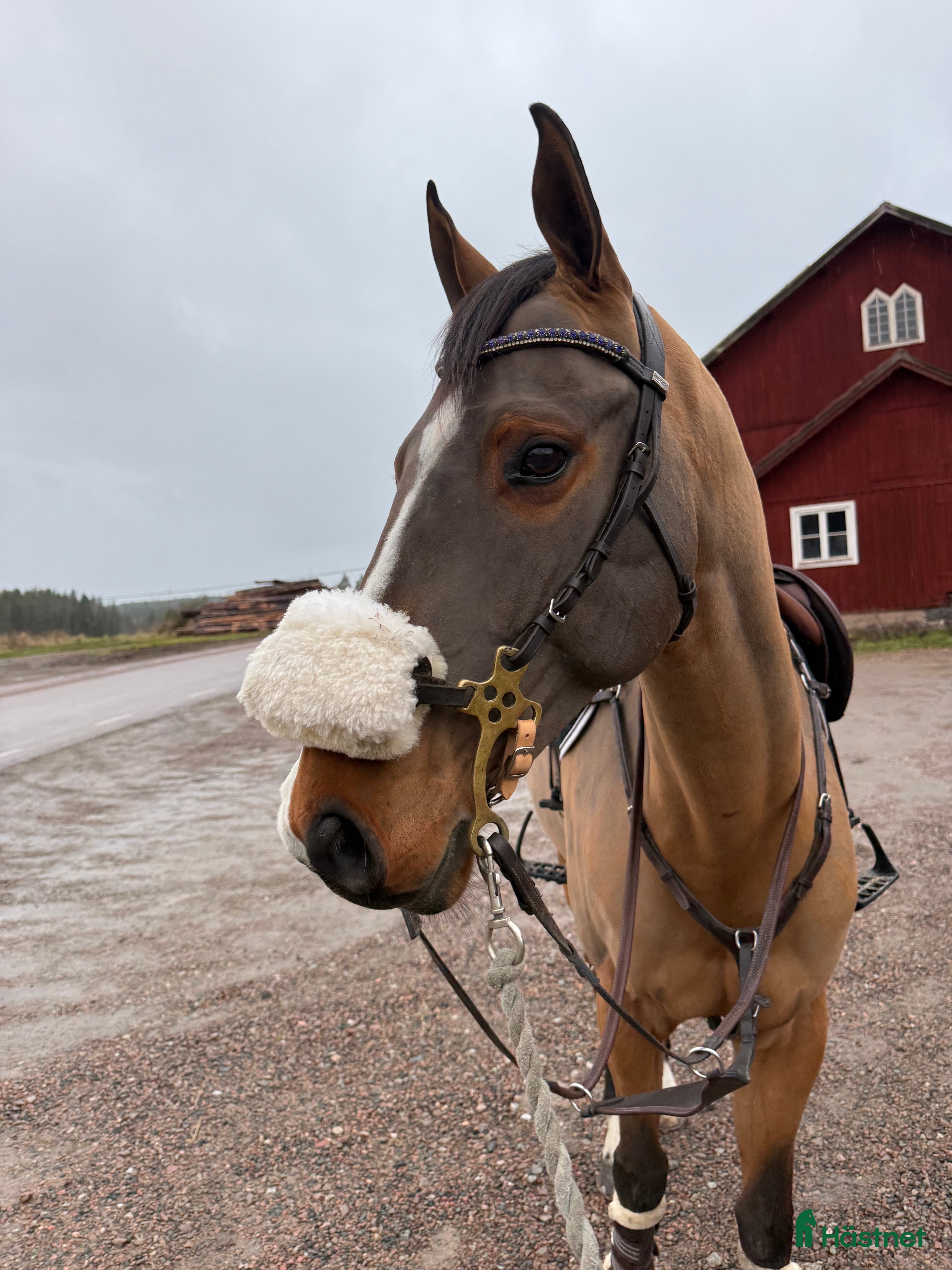  hästar Fin projekt häst - Annons 14