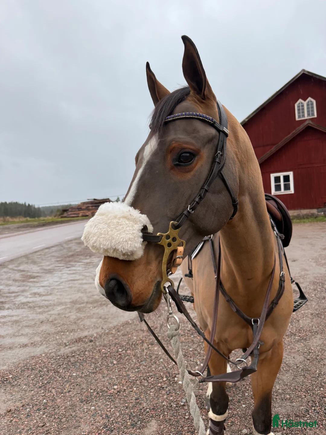 Allround hästar till salu: Fin projekt häst - Annons 1