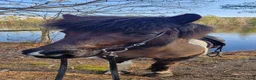 Island hästar till salu: Härligt sto med energi!  - Annons 5