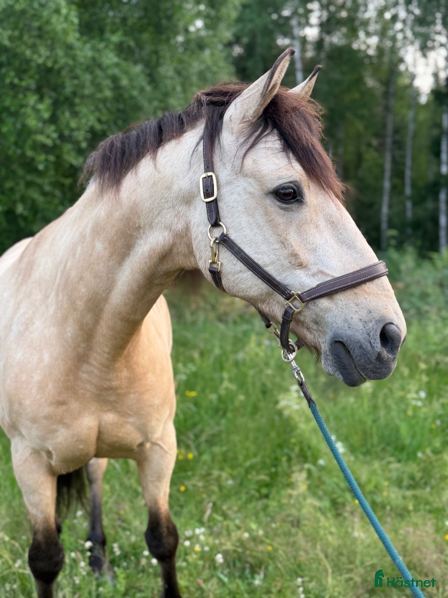  hästar Underbar spansk valack  - Annons 2
