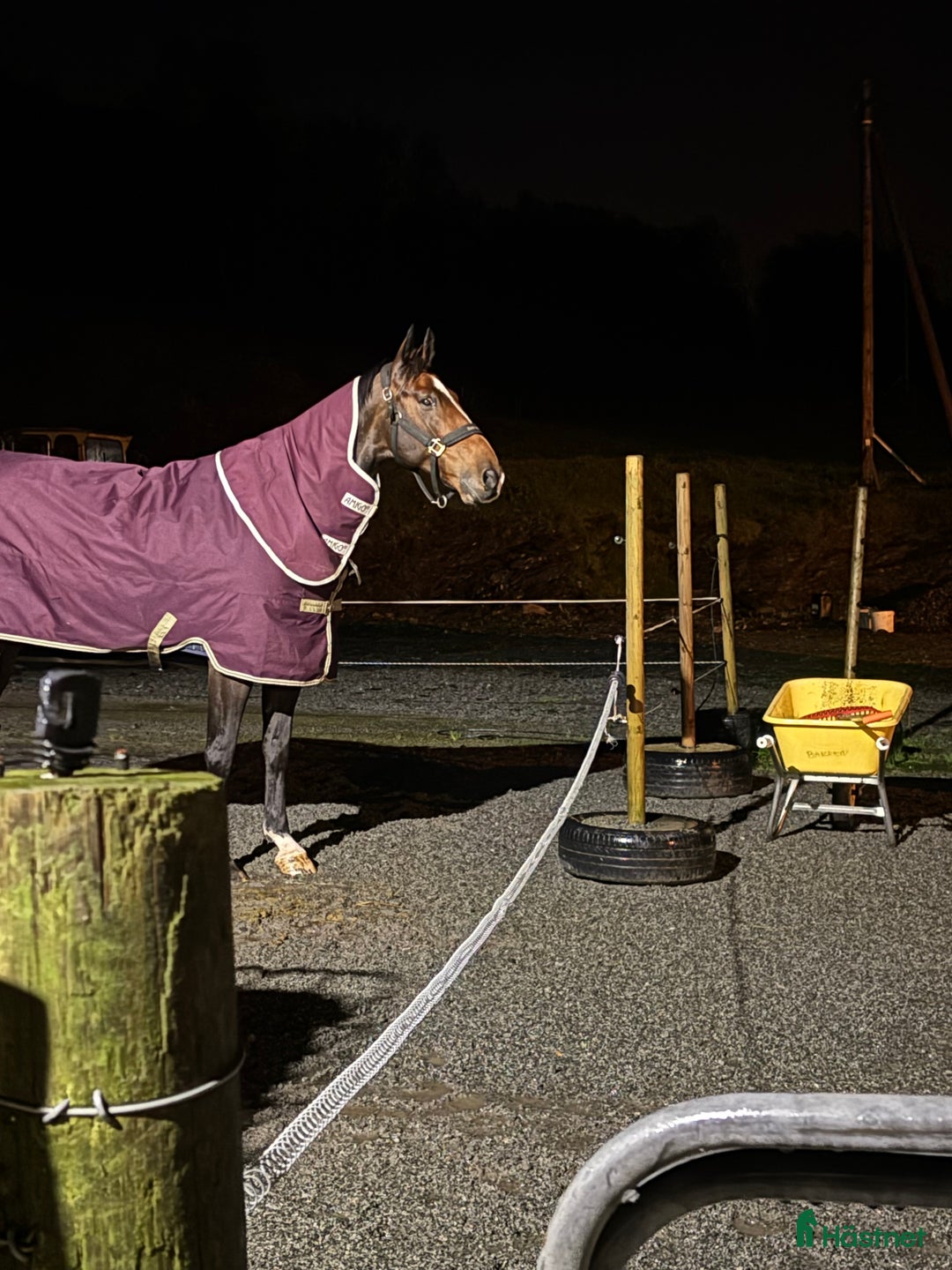 Hoppning hästar till salu: Magisk sprang hest, junior/youngrider i Aksdal - Annons 4