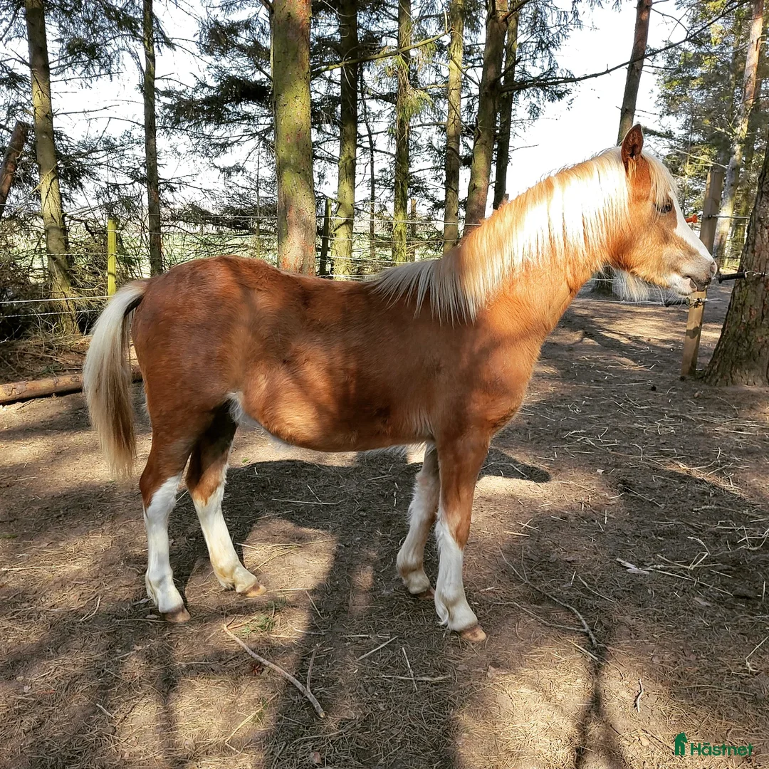 Allround hästar till salu: Welsh mountainhingst - Annons 4
