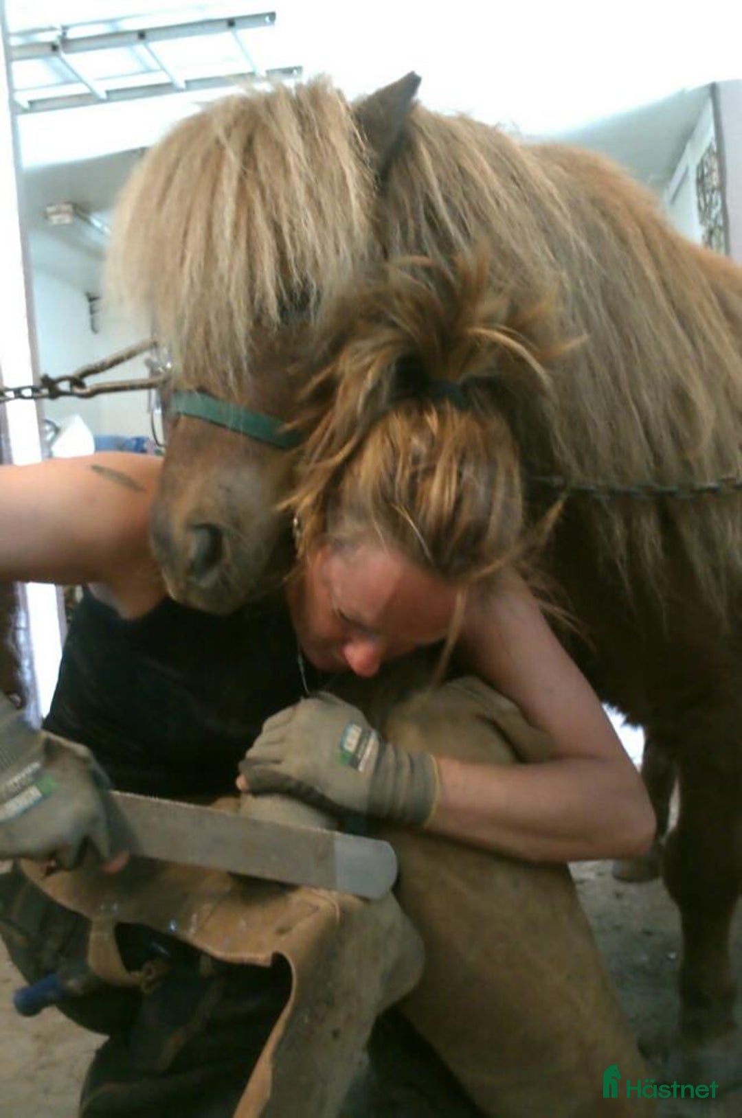  hästservice finnes: Tappskokurs / Hovvårdskurs i Färentuna - Annons 4