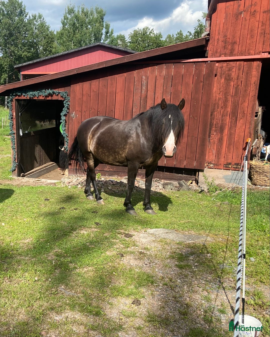 Allround hästar till salu: Perfekt mor och dotter häst i Grönskåra - Annons 2