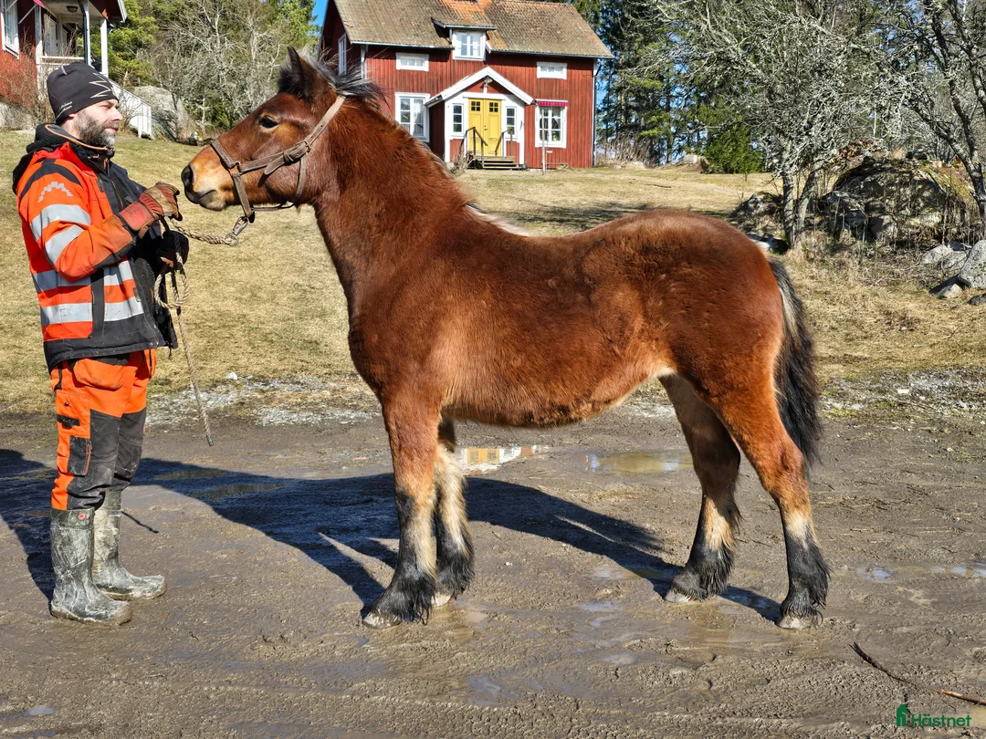 Allround hästar till salu: Unik och lovande ettåring  - Annons 1