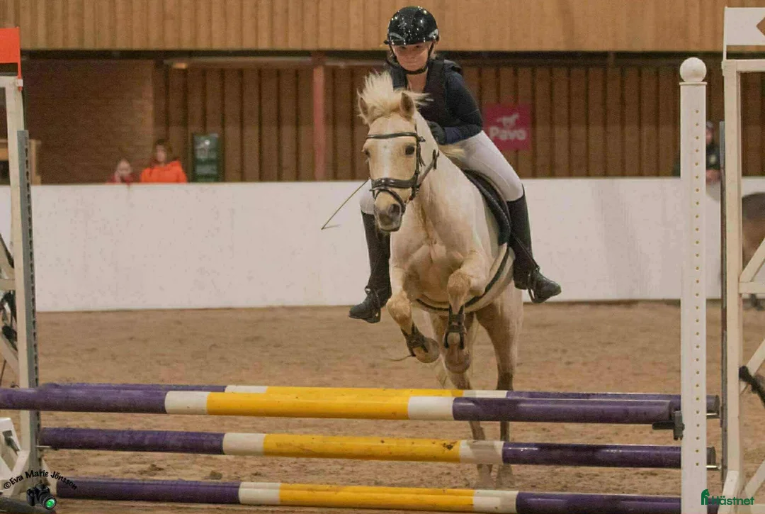 Allround hästar till salu: Bästa vän & läromästare - Annons 1