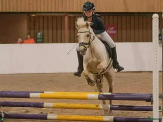 hästar Bästa vän & läromästare - Annons 12