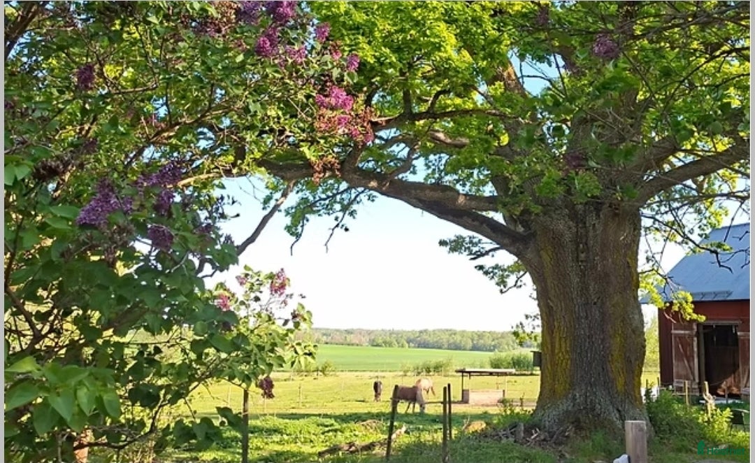  stallplats Lösdriftsplats med stall - Annons 13