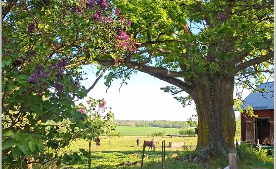  stallplats finnes: Lösdriftsplats med stall - Annons 1
