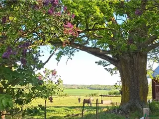 stallplats Lösdriftsplats med stall - Annons 13