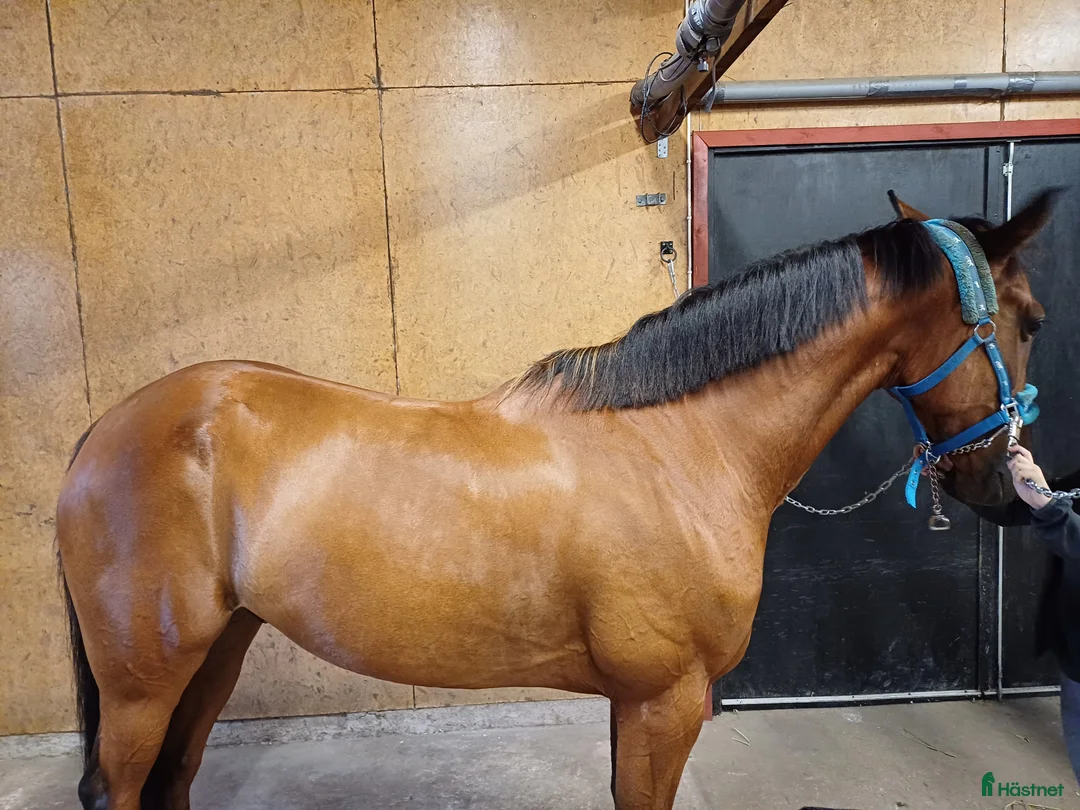 Sadlar hästutrustning till salu: Sadel - Annons 10