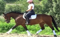 Allround hästar till salu: Gorgeous, sweet and ready for anything allrounder i Örsundsbro - Annons 2