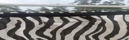 Täcken hästutrustning till salu: Zebra Flugtäcke - Annons 5