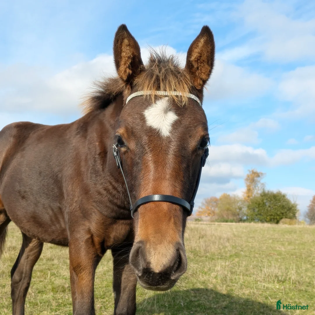 Dressyr hästar till salu: Mycket fin åring med topp dressyrstam!  i Hörby - Annons 11