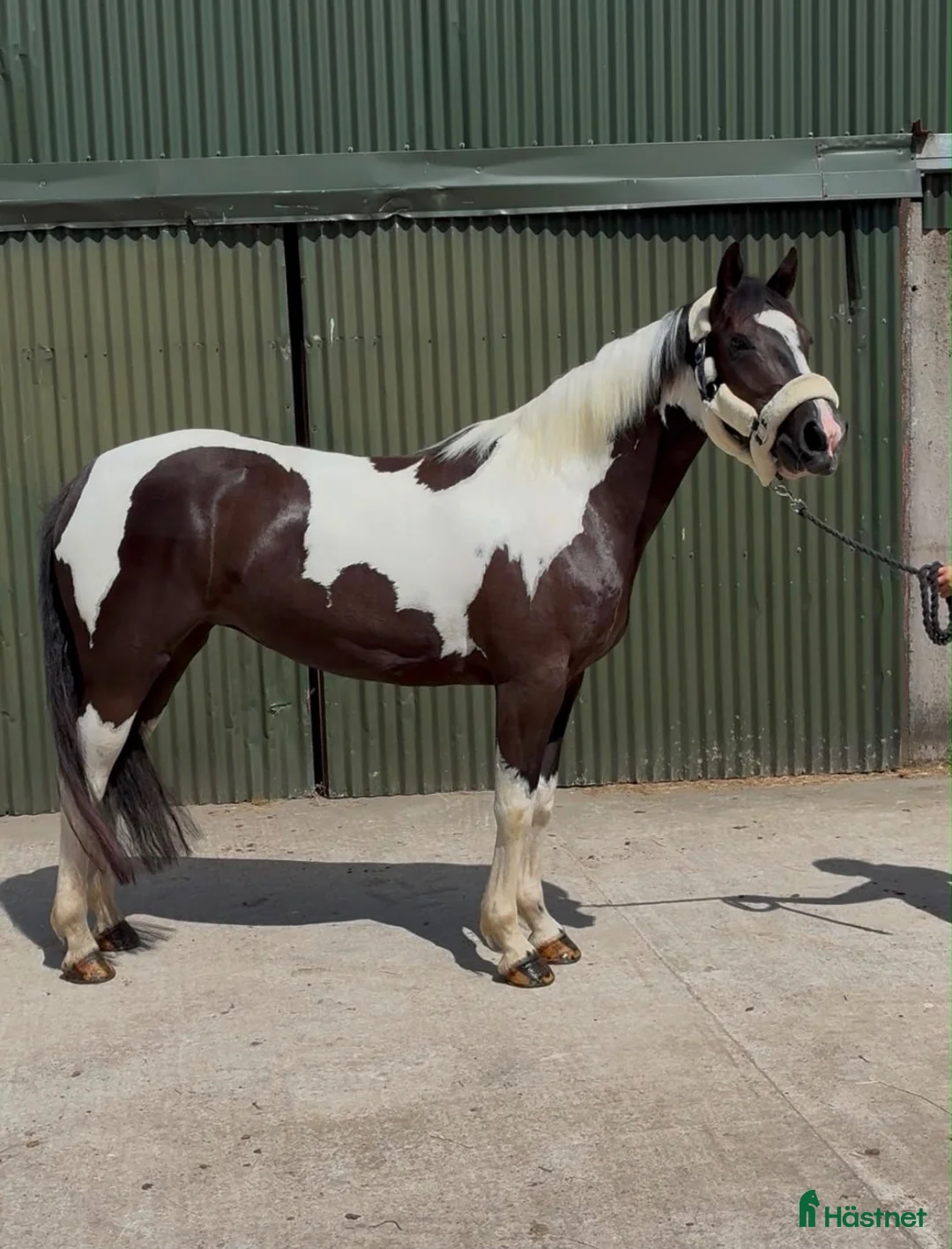 Allround hästar till salu: Beautiful coloured mare  - Annons 2