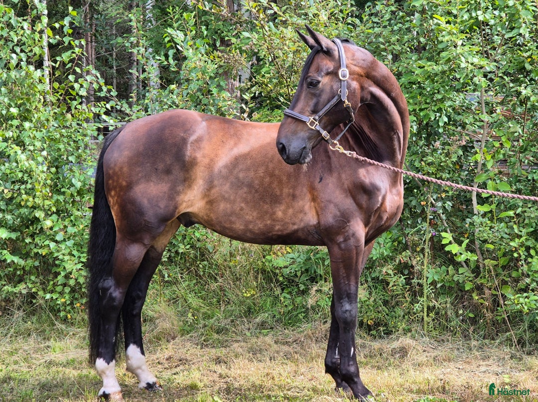 Allround hästar till salu: Superfin kwpn-valack! i Nusnäs - Annons 2