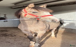 Hoppning hästar till salu: Framtida mästerskapsponny i Klippan - Bild 4