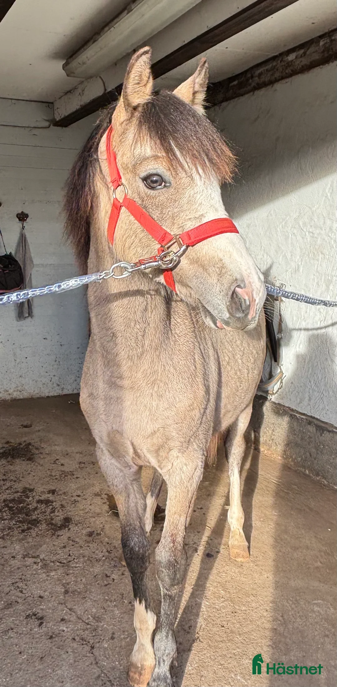 Hoppning hästar till salu: Framtida mästerskapsponny - Annons 4