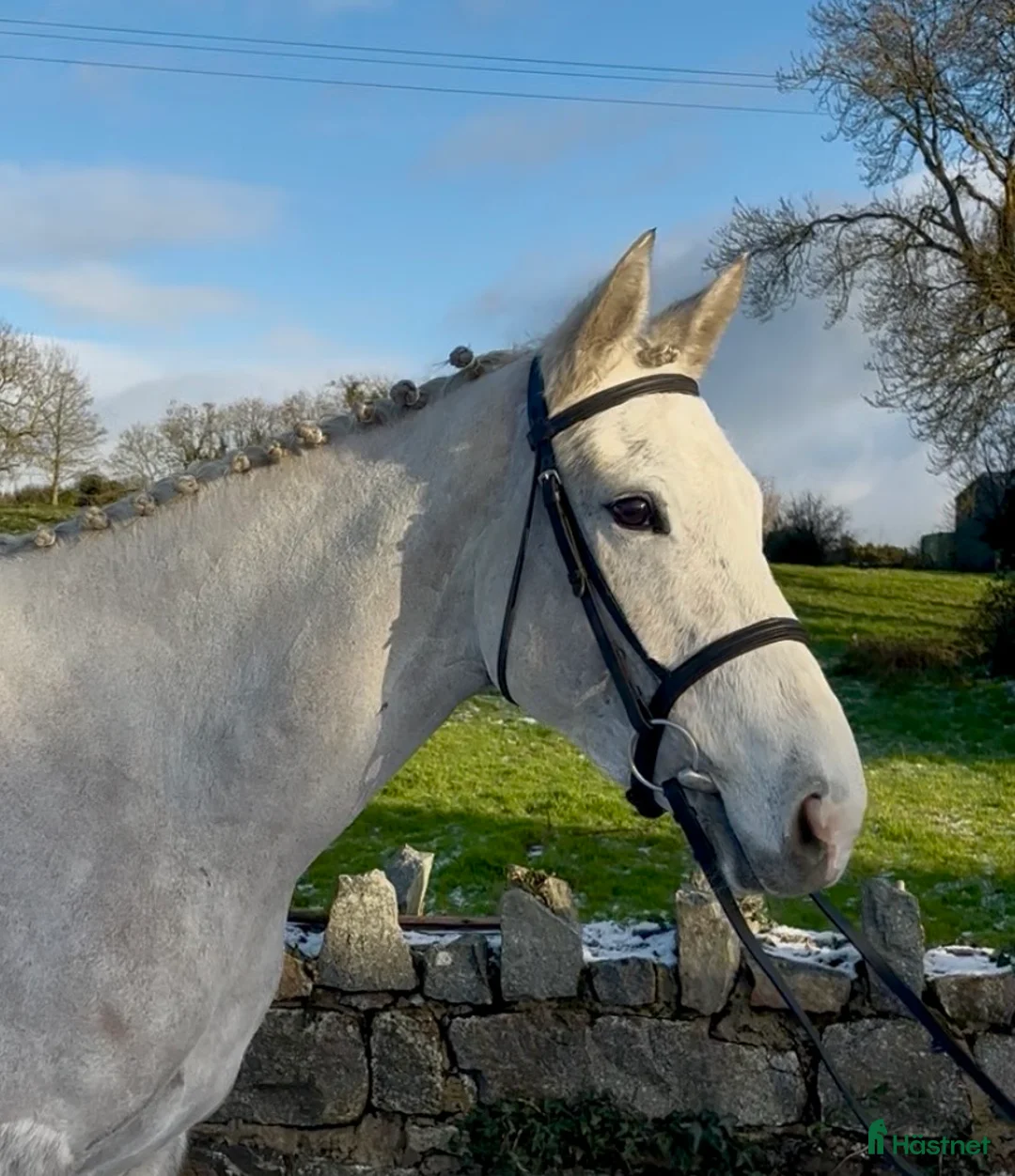 Allround hästar till salu: Irish sports horse mare i Stockholm - Annons 3