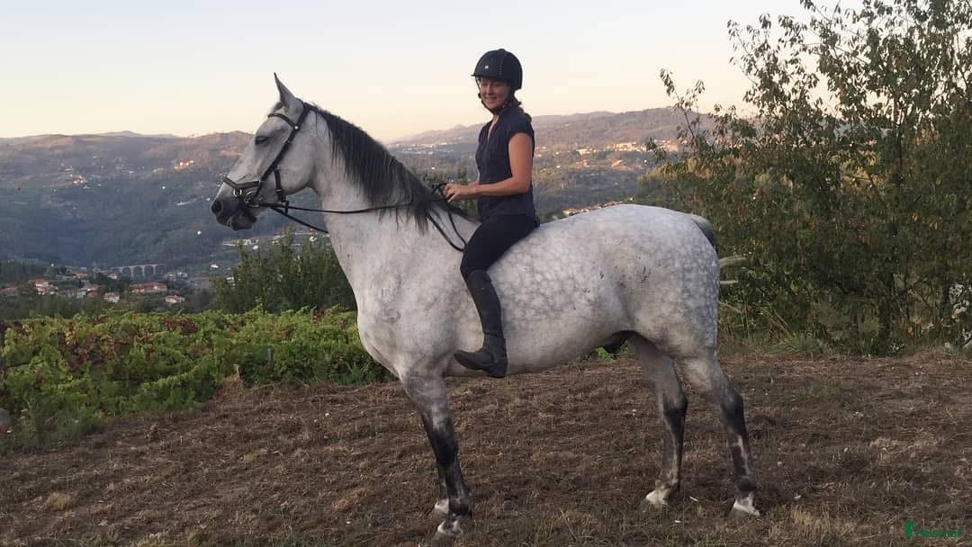 Allround hästar till salu: Söker ett föralltid hem i Hjo - Annons 4