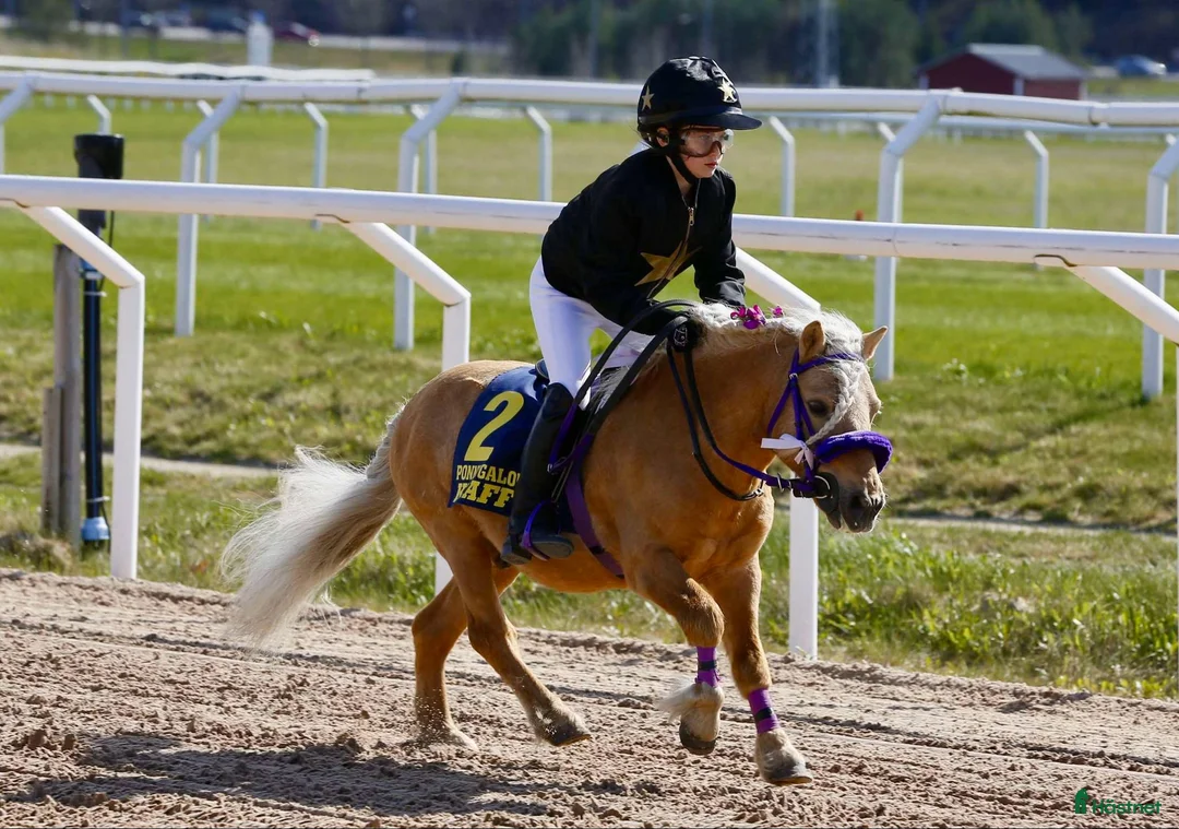  avel finnes: 3 RS hingstar leasas ut säsongen 2026 - Annons 2