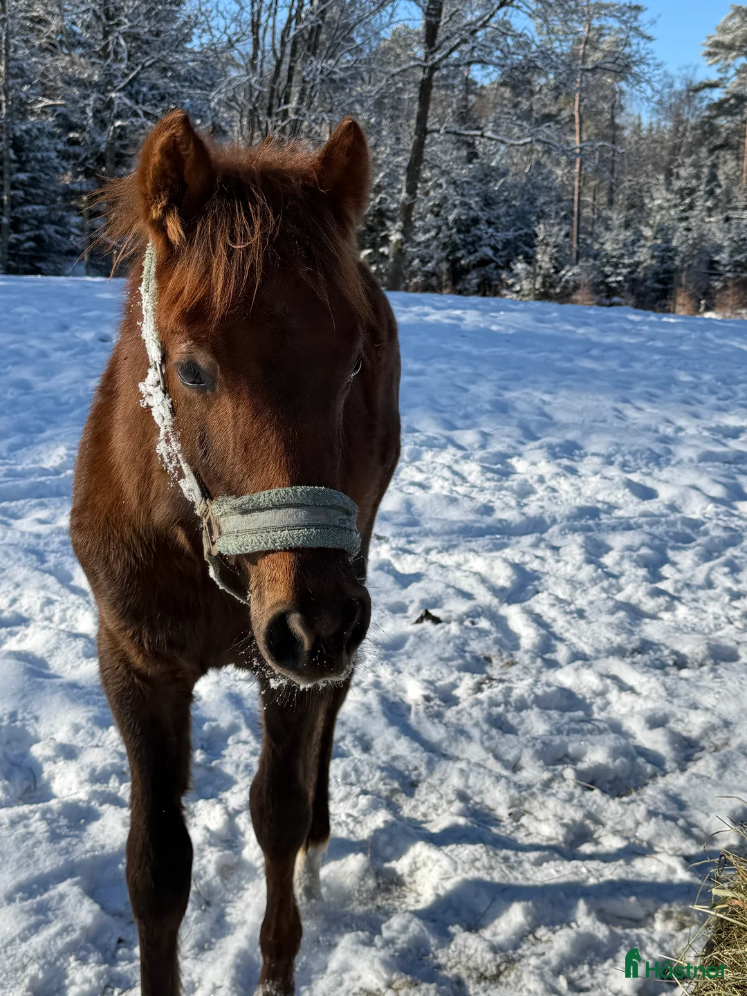 Hoppning hästar till salu: Hingst E: Corporal- Point Break  - Annons 2