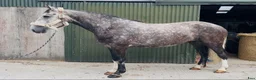 Allround hästar till salu: Irish Draught gelding 168cm - Annons 9