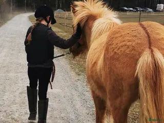 medryttarhäst sökes: Söker medryttarhäst till 10 åring+kunnig mamma i Svartsjö - Annons 21
