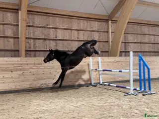 hästar Elithäst - Annons 5