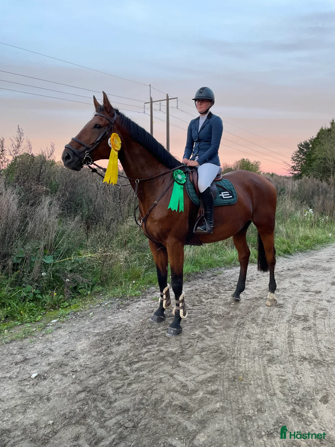 Hoppning hästar till salu: Ett kraftpaket med stor potential - Annons 3