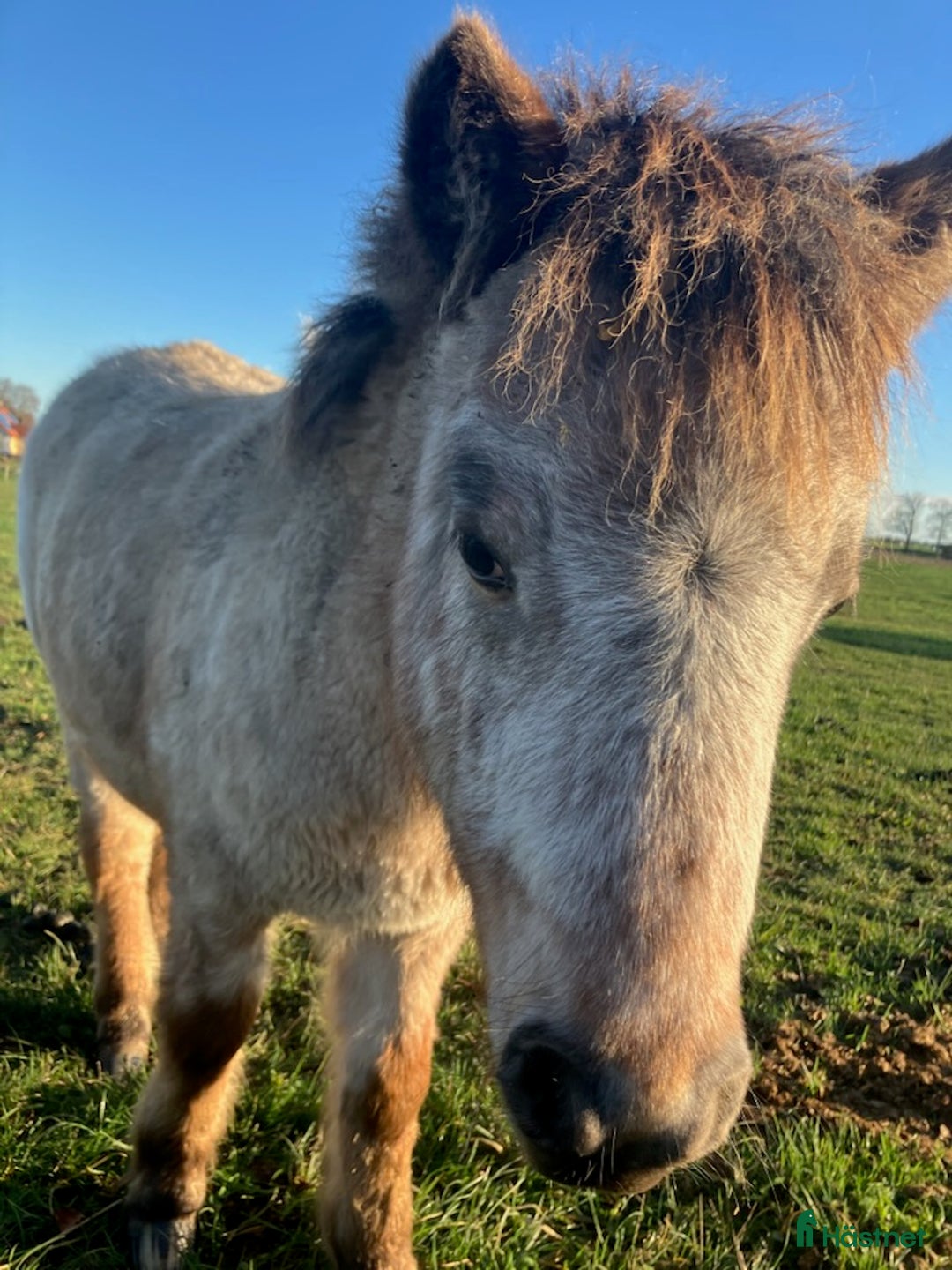 Övrigt hästar till salu: Nyfiken kille i Smedstorp - Annons 2