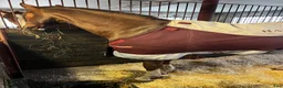  stallplats finnes: Ledig stallplats eller helinackoderingsplats  - Annons 6