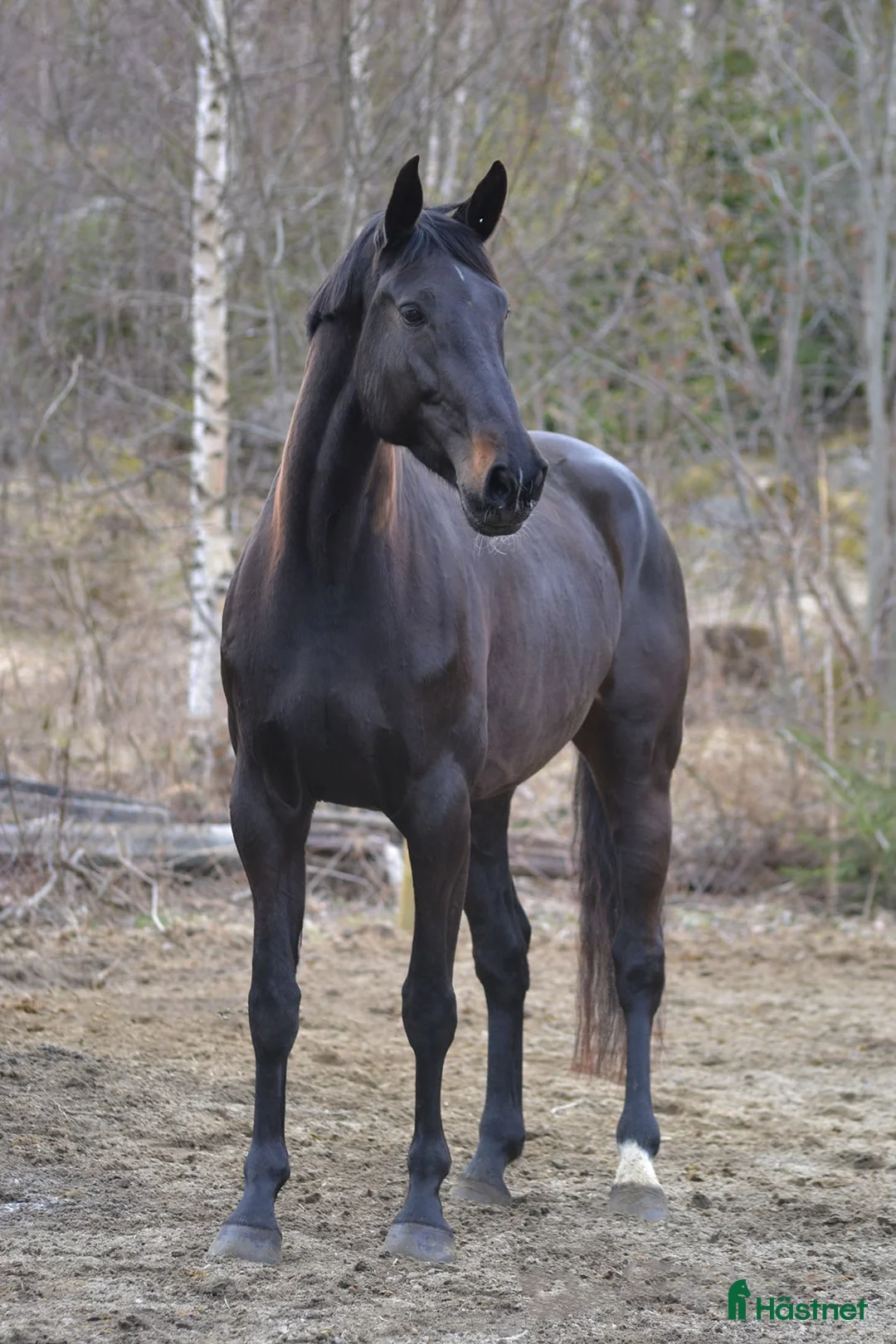 Avelshästar hästar till salu: Fint avelsto i Örnsköldsvik - Annons 1